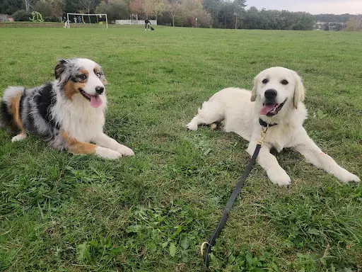 Éducateur Canin Respectdogs