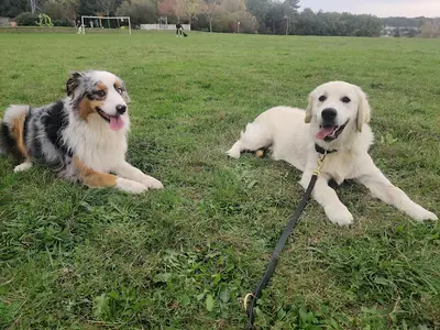 Éducateur Canin Respectdogs