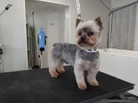 Le Dalmatien