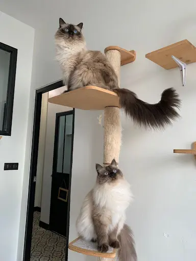 Le Matourangeau (hôtel Pour Chats)