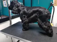 Newton S Toilettage