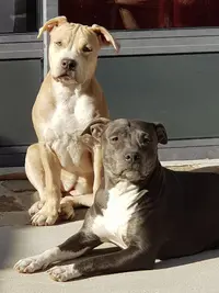 American Staffordshire Terrier