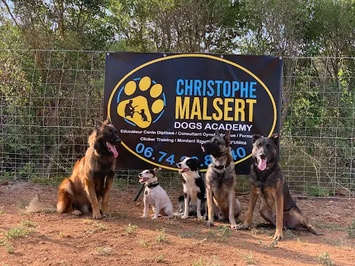 Dogs Academy & Services