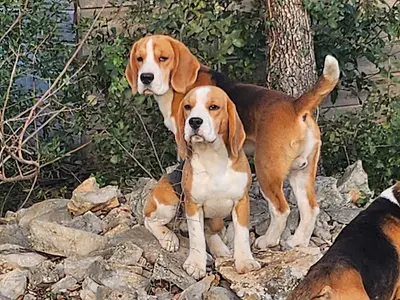 Elevage Chiots Beagle Lou Crystal Song Chiots Var Paca