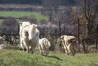 Élevage de Golden Retriever du Mas des Étoiles