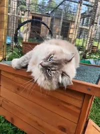 Nature Féline - Pension Pour Chats et Visites À Domicile