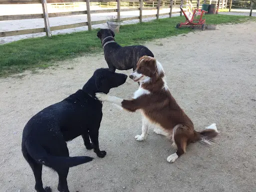 ‍ Objectif Chiens
