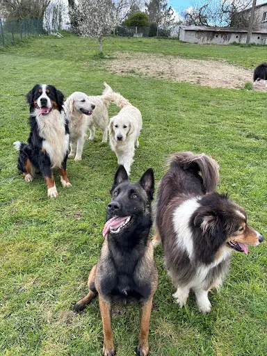 Pension Canine du Bois Vert ( Charente 16)