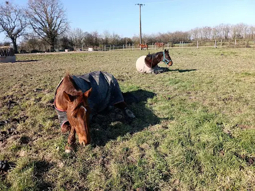 Haras de la Violière