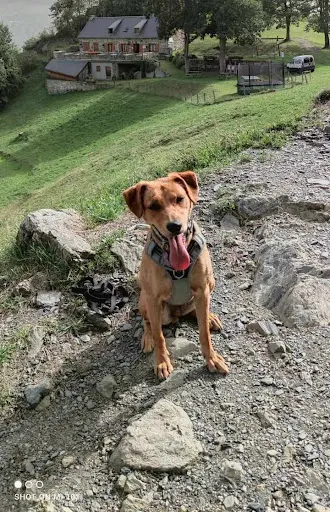 l'Attention aux Chiens