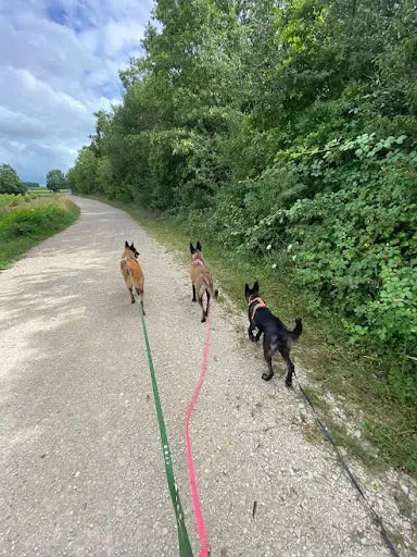 Canine Ju - Comportementaliste Canin