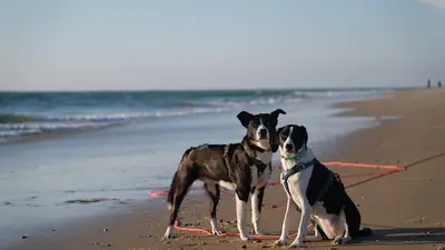 Éducateur Canin Charente (toutou À Apprendre)