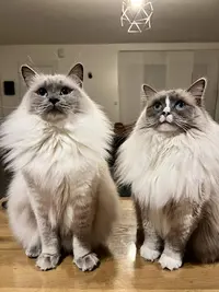 Les Amies d'Ollie