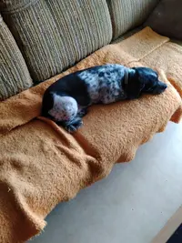 Lilie Dog