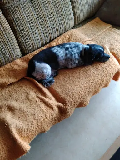 Lilie Dog