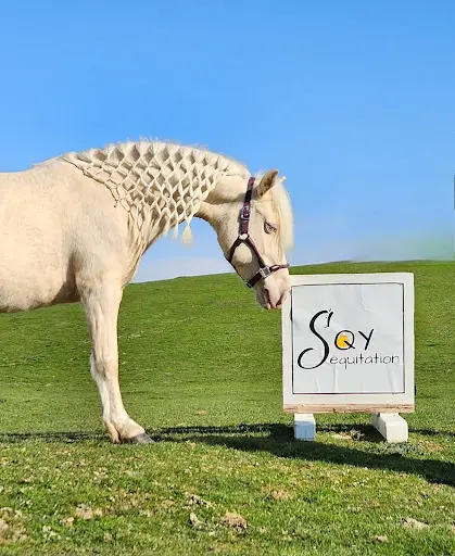 Sqy Équitation