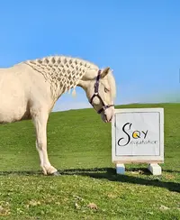 Sqy Équitation