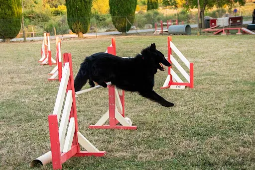Trebes Sports Canins