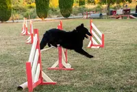 Trebes Sports Canins