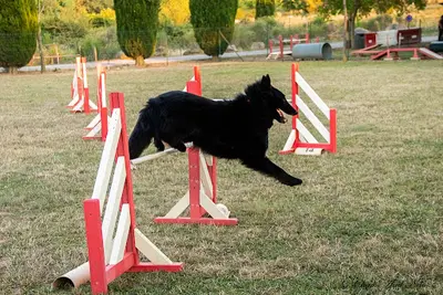Trebes Sports Canins