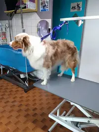 Salon Toilettage au Bonheur Canin