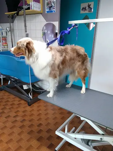 Salon Toilettage au Bonheur Canin
