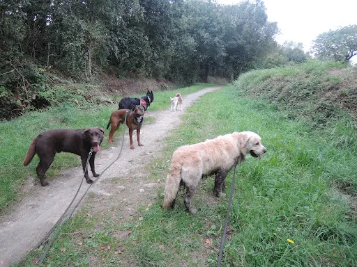 Parlons Chien