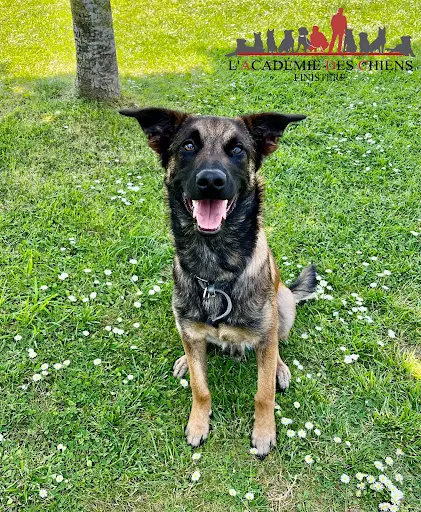 Éducateur Canin l'Academie des Chiens - Finistère