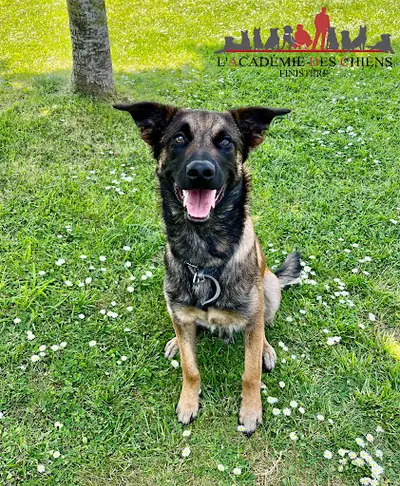 Éducateur Canin l'Academie des Chiens - Finistère