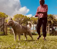 L’îlot Chiens - Éducation & Comportements Canin
