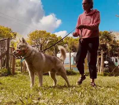 L’îlot Chiens - Éducation & Comportements Canin