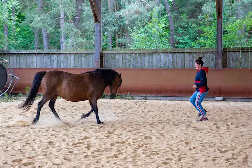 Les Chevaux de Brocéliande - Centre Équestre Tréhorenteuc