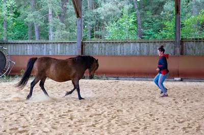 Les Chevaux de Brocéliande - Centre Équestre Tréhorenteuc