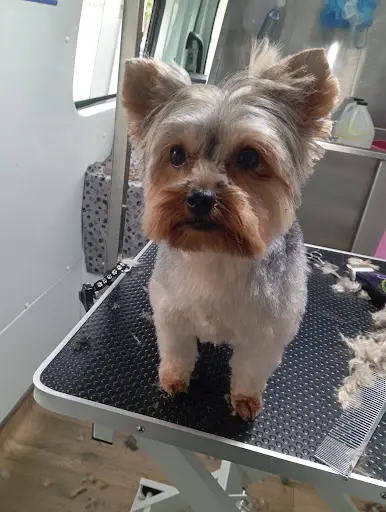 Le Clin d'Œil Canin Toilettage Itinérant