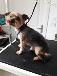 La 4 Pattes Mobile, Toiletteur Canin Itinérant Loire Authion