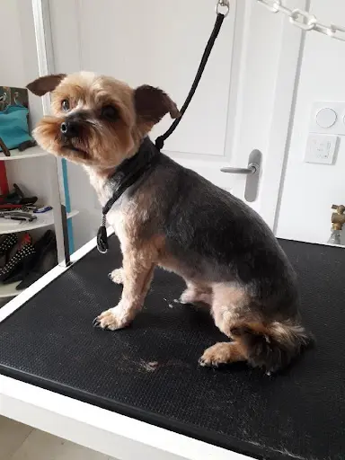 La 4 Pattes Mobile, Toiletteur Canin Itinérant Loire Authion