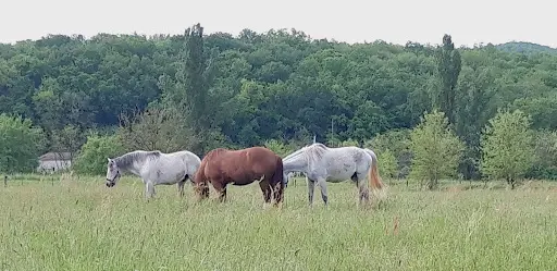 Les Ecuries d'Unyo - Pension Pour Chevaux - Comportementaliste Équin