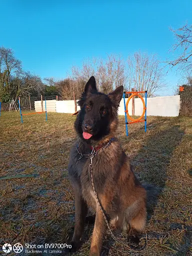 Saulxdogs