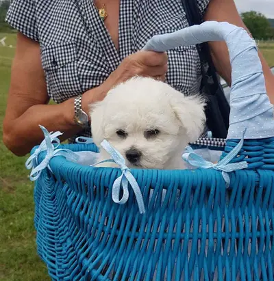 Élevage de la Plaine de Serrières : Éleveur de Bichon Frise et de Berger Allemand Dans l'Isère en Auvergne-rhône-alpes