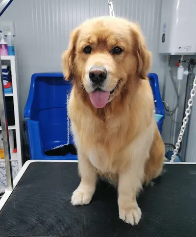 Princi Beauté, Toilettage Canin et Félin (près de Cahors)