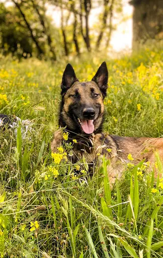 Educateur/comportementaliste Canin - My Dog Experience