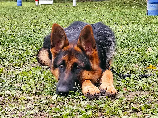Savoie Dog Educ. Ecole du Chiot et Education Canine Renforcement Positif Toutes Races