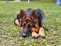 Savoie Dog Educ. Ecole du Chiot et Education Canine Renforcement Positif Toutes Races