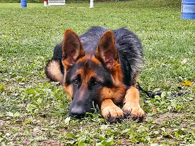 Savoie Dog Educ. Ecole du Chiot et Education Canine Renforcement Positif Toutes Races