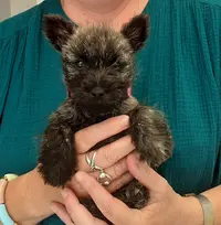 Pension Canine Lvc