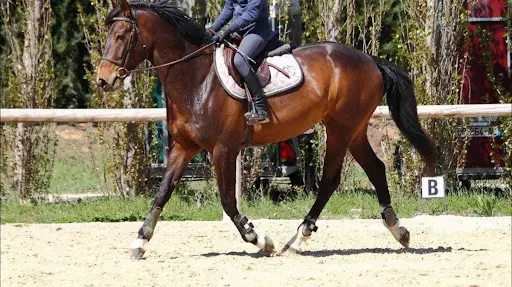 Haras de Pion Para