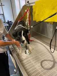Joy S Toilettage