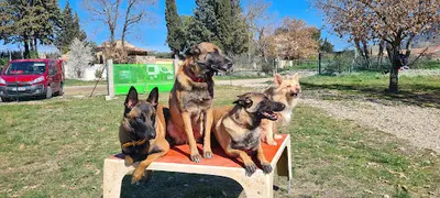 Orobi Centre d'Éducation et Rééducation Canine