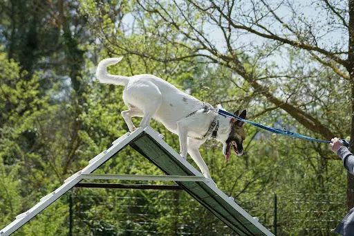 Stephanie Dell Anno Education Canine Trets Ect ®
