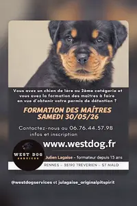 West Dog Services - Julien Lagaise - Éducation Canine Depuis 2005